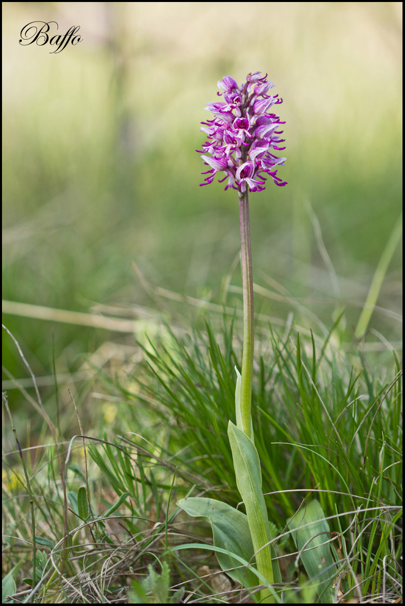 Orchis simia